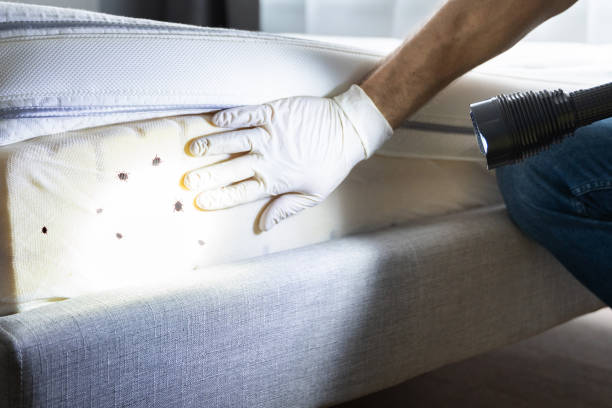 Best Wasp Removal Services  in Lake Holiday, IN